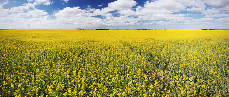 TF-April-canola.jpg