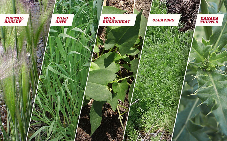 TF-March-FightingToughWeeds-01-Overview.jpg