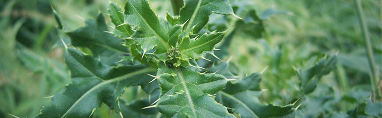 Canada Thistle