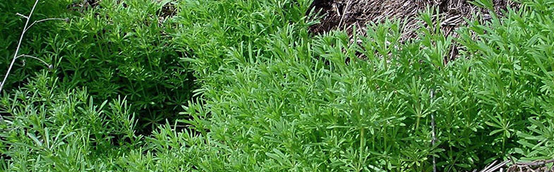 Cleavers