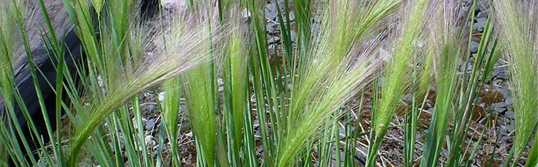TF-March-FightingToughWeeds-FoxtailBarley.jpg