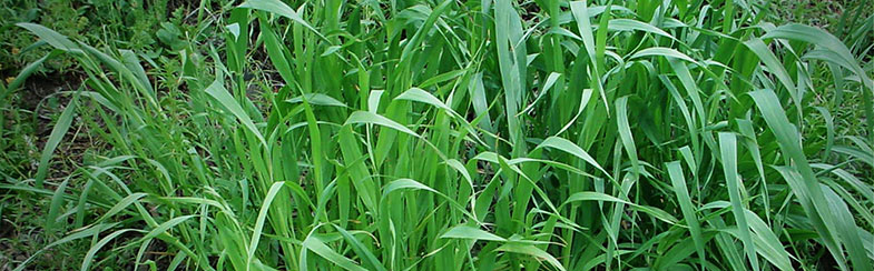 Wild Oats