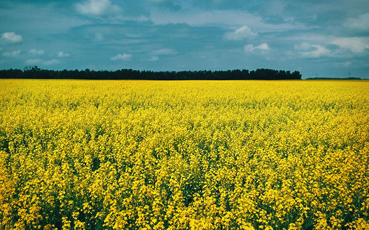 Open field of Canola