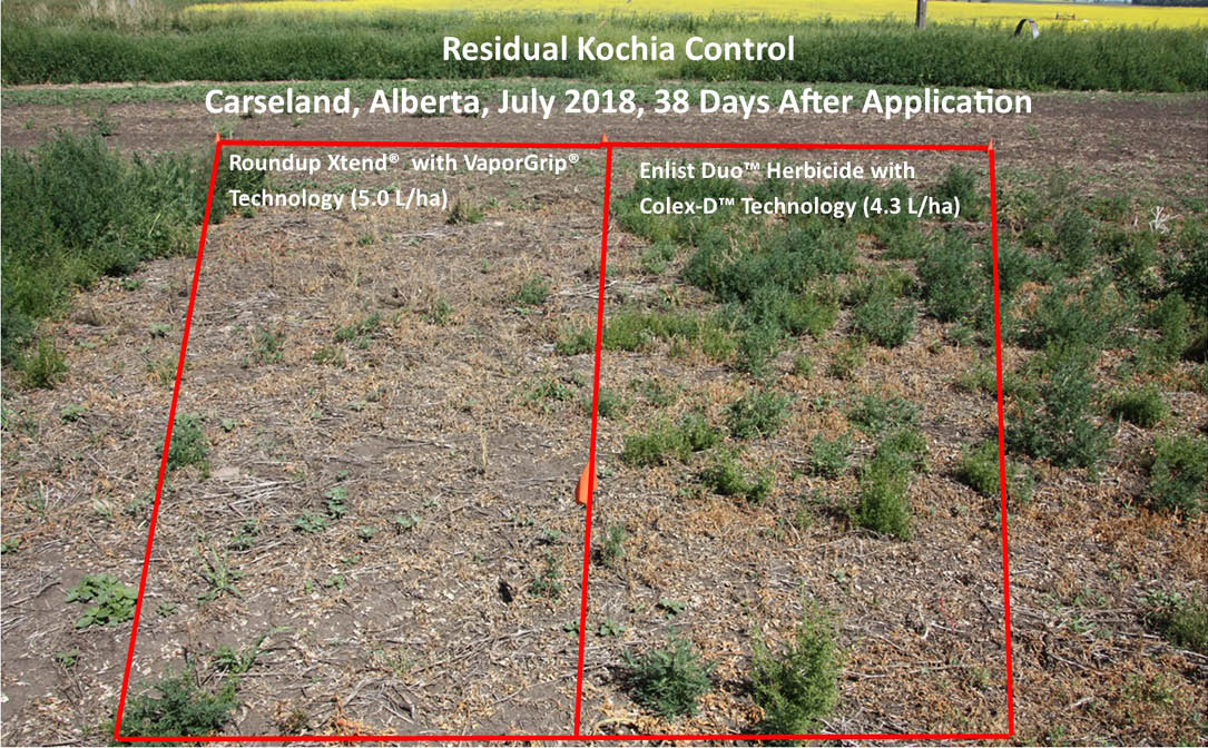Comparison of residual kochia control, Carseland, Alberta, July 2018