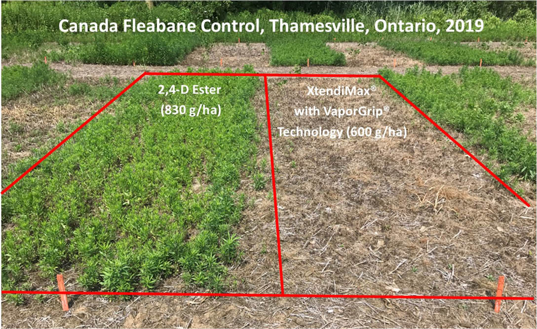 Comparison of residual Canada fleabane control, Thamesville, Ontario, 2019