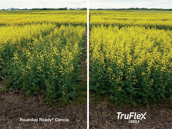 Example field trials image comparing the results of TrueFlex Canola (right, healthier crop) with Roudnup Ready Canola (left).