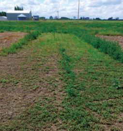 Field treated with Liberty® 150 SN herbicide