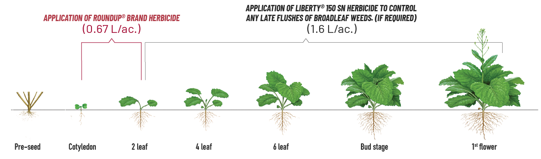 Diagram showing herbicide application at various stages of canola growth for wild oat control.