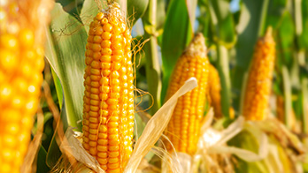 Close up of healthy ears of corn