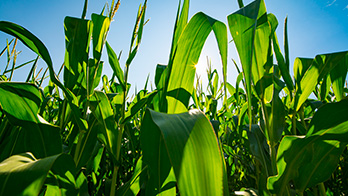 Gros plan sur un champ de maïs sous un ciel bleu