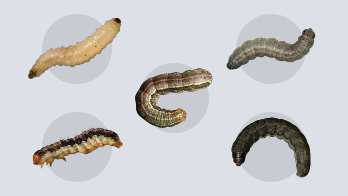 Various Above and Below Ground Pests