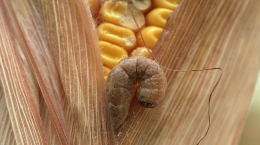 Close up image of Western bean cutworm on ear of corn