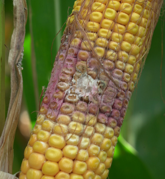 Close up of diseased ear of corn with white mould