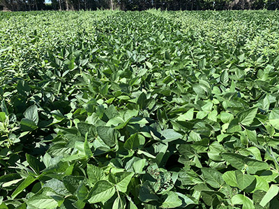 Pre/At Planting: Roundup Xtend® herbicide with VaporGrip® Technology (2 L/ac.)
Late Post: Roundup WeatherMAX® (0.67 L/ac.)
