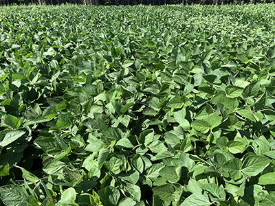 Pre/At Planting: Roundup Xtend herbicide with VaporGrip Technology (2 L/ac.)
Early Post: Roundup WeatherMAX® (0.67 L/ac.)
Late Post: Liberty® 200 SN herbicide (1 L/ac.)