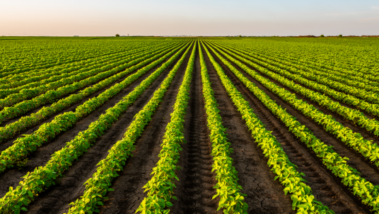 soybean crop rows