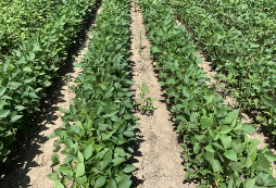 Roundup Xtend herbicide with VaporGrip Technology (2 L/ac.) was applied at planting, and Roundup WeatherMAX® (0.67 L/ac.) was applied in-crop.
