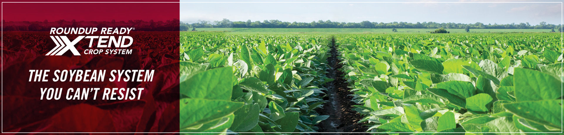 Roundup Ready Xtend Crop System - The soybean system you can't resist