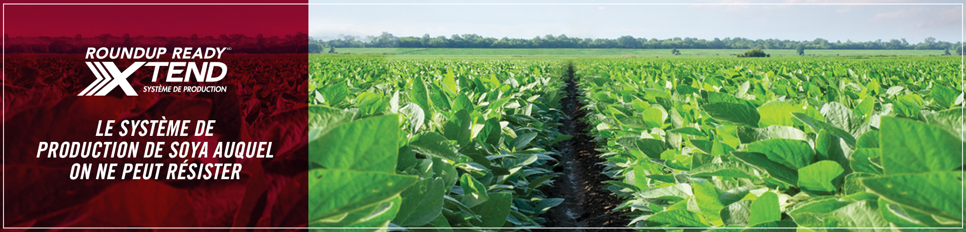 Roundup Ready Xtend Crop System - The soybean system you can't resist