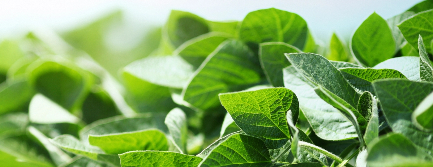 Xtend Crop System Bayer Traits Canada